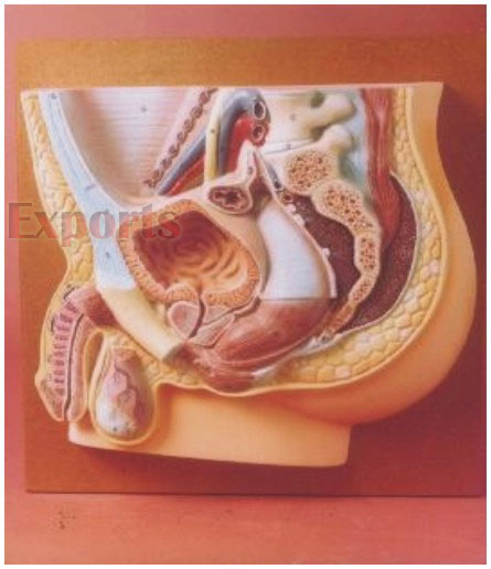 HUMAN MALE REPRODUCTIVE SYSTEM